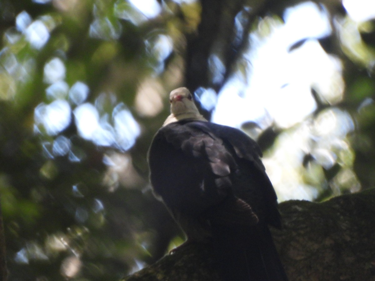 White-headed Pigeon - ML646564360