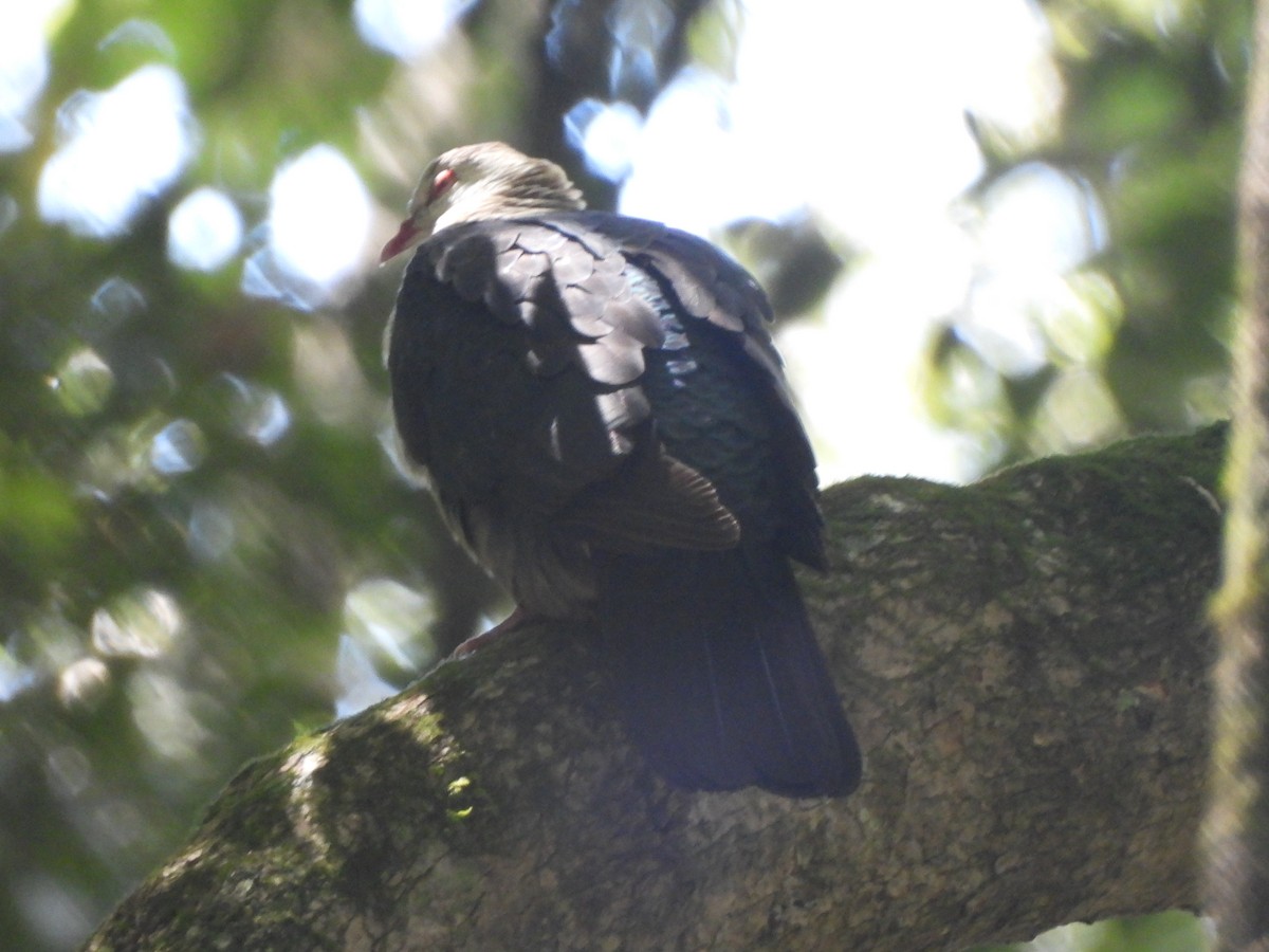 White-headed Pigeon - ML646564361