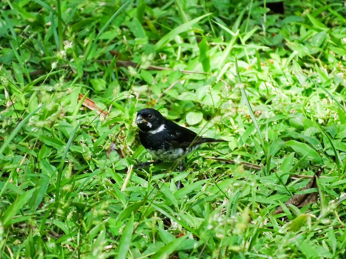 Variable Seedeater - ML646564362