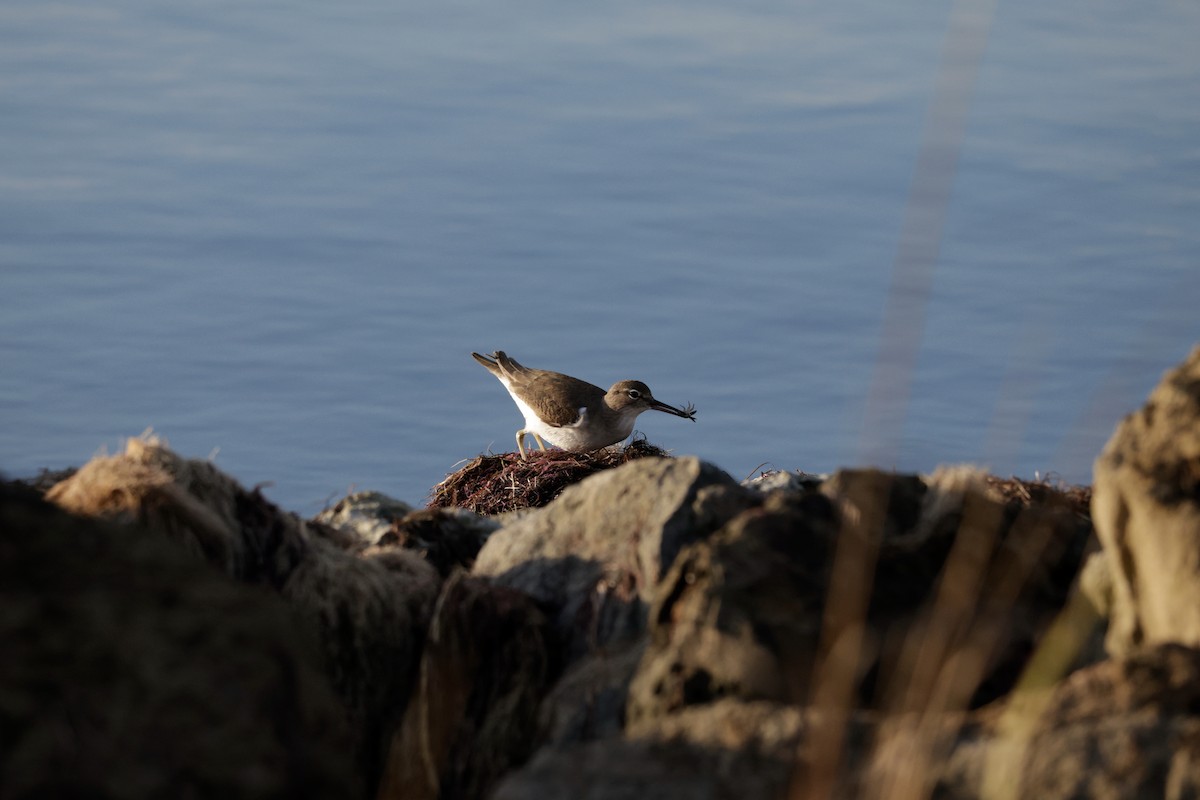 Spotted Sandpiper - ML646564363
