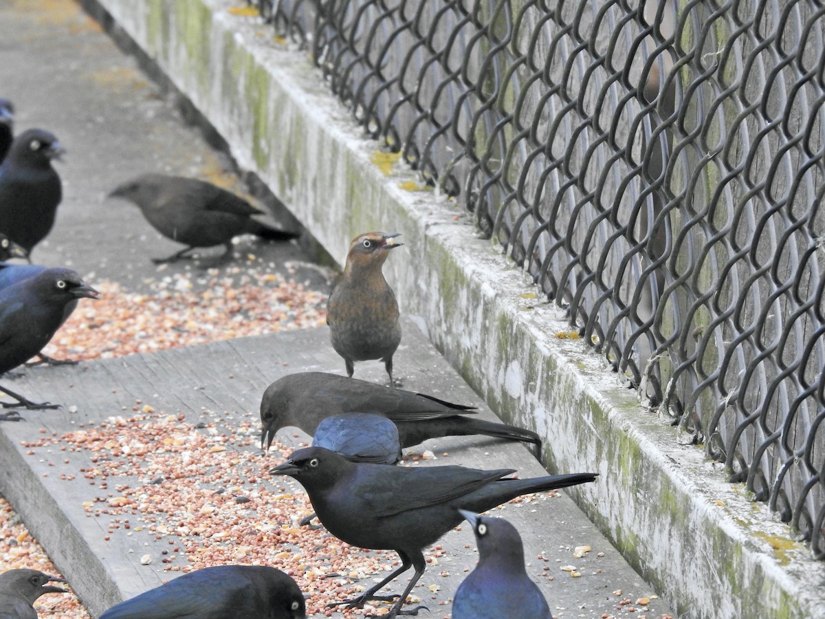 Rusty Blackbird - ML646564365