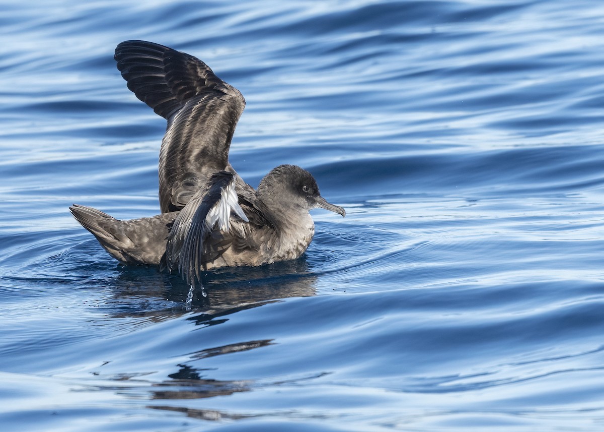 Sooty Shearwater - ML646564367
