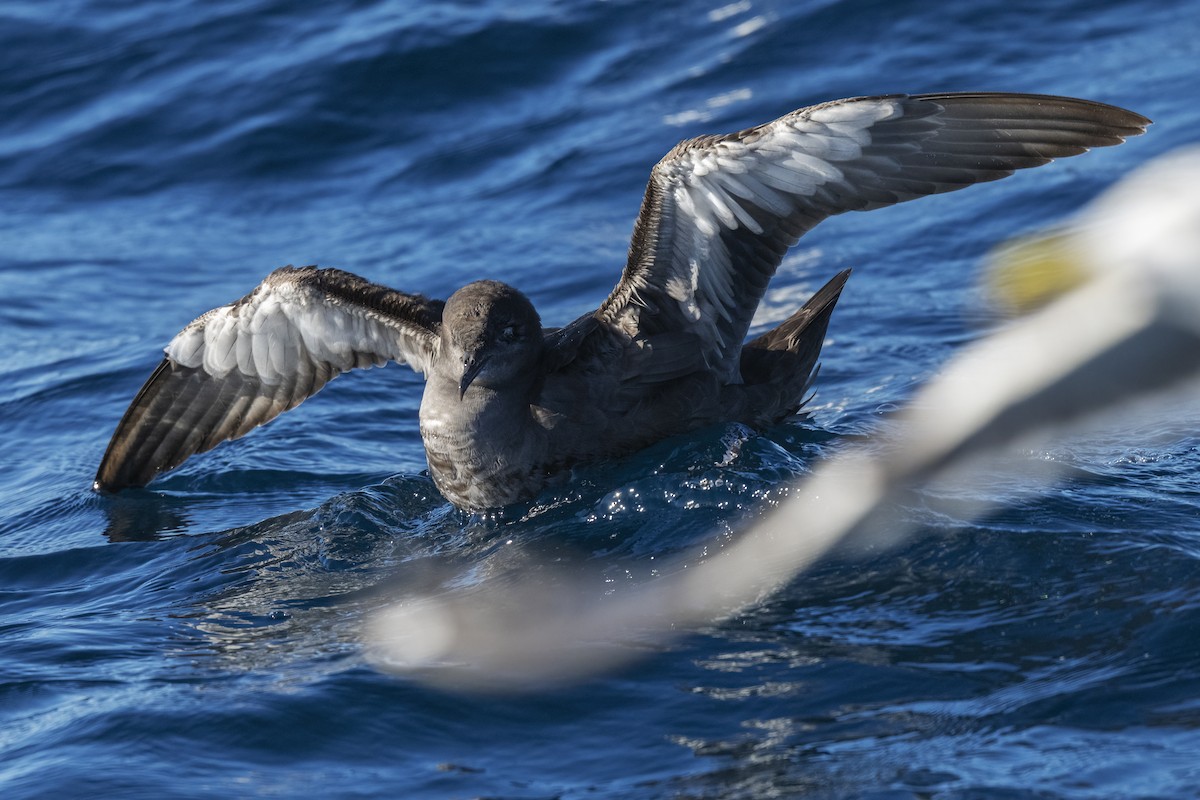 Sooty Shearwater - ML646564368