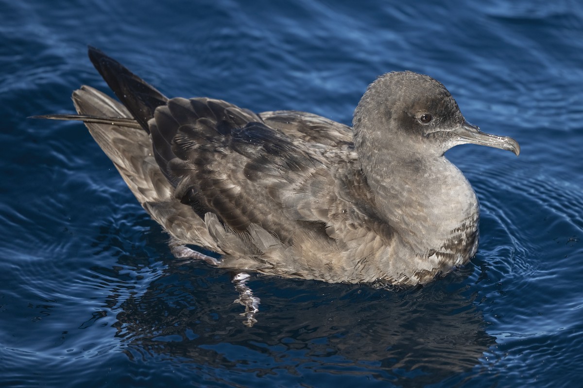 Pardela Sombría - ML646564369