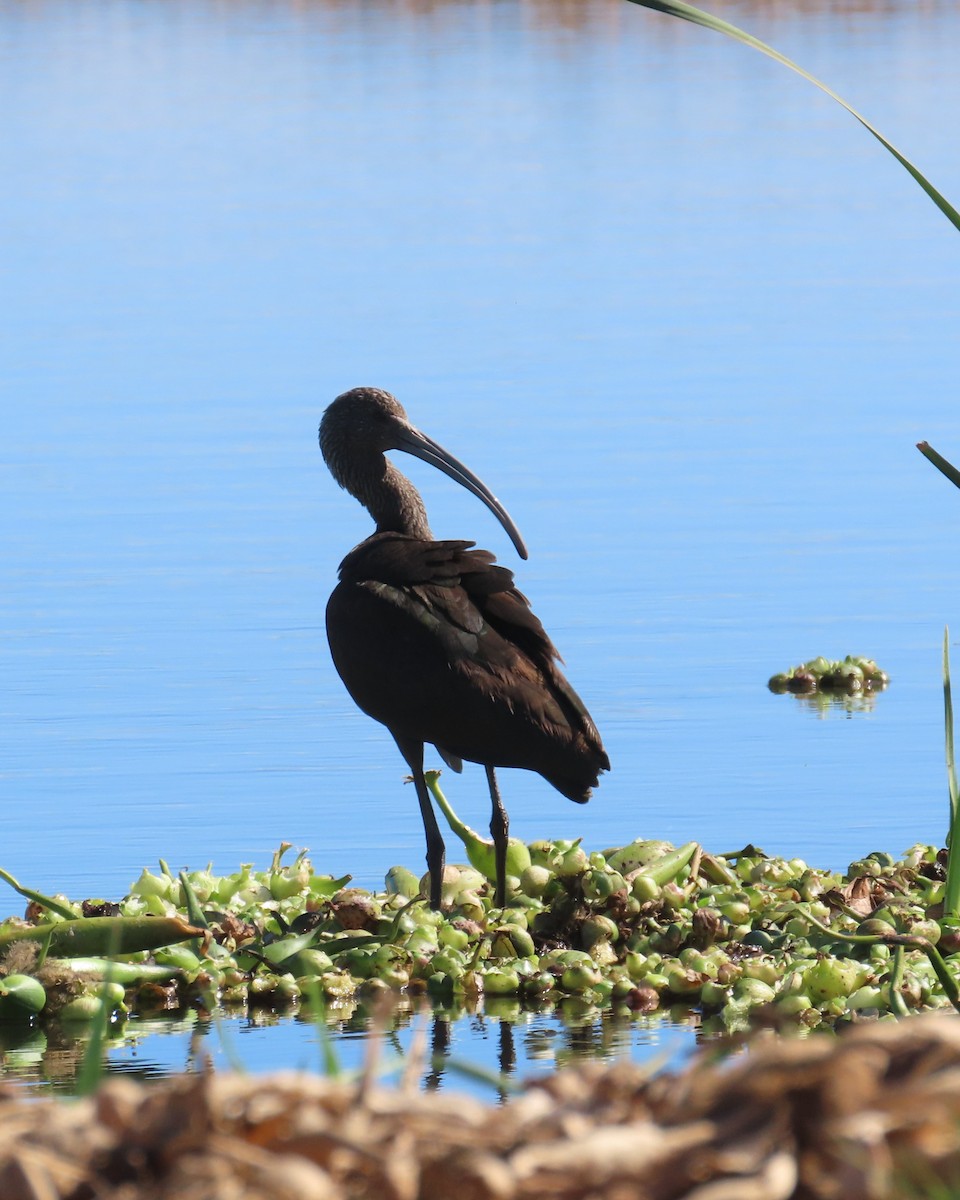 Beltzaran musuzuria - ML646564375