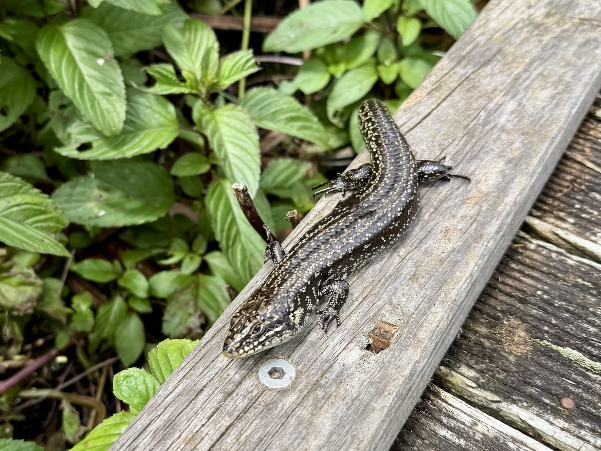 Western Mourning Skink - ML646564376
