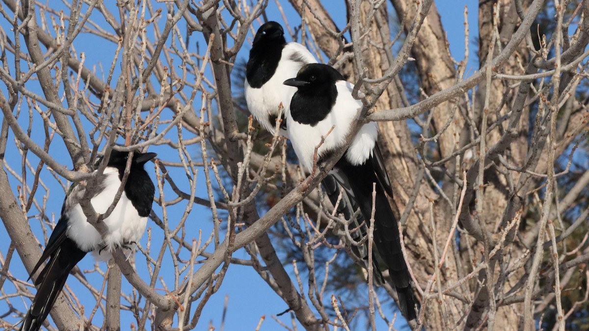 Black-billed Magpie - ML646564385