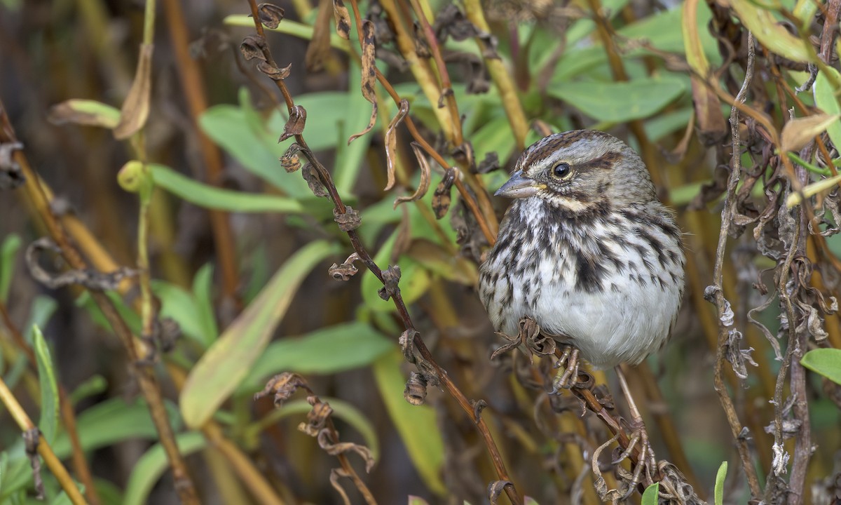 Song Sparrow - ML646564389