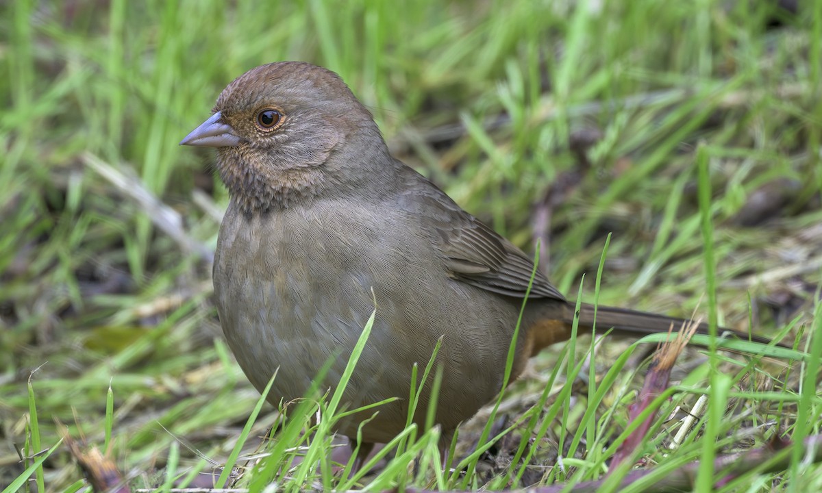 California Towhee - ML646564395