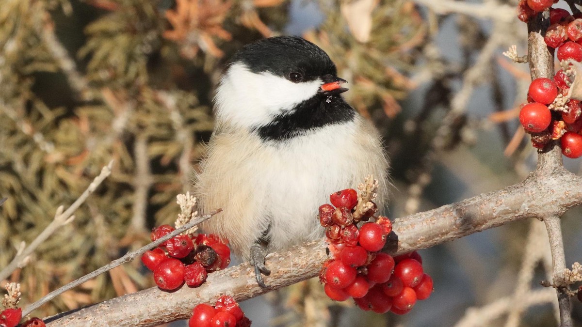 Black-capped Chickadee - ML646564398