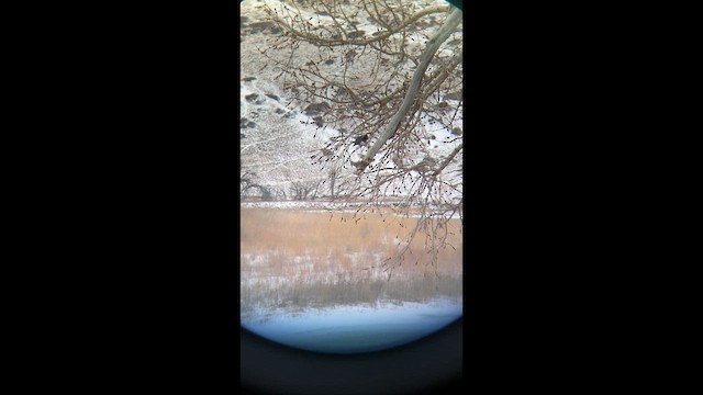 Опоясанный зимородок - ML646564399