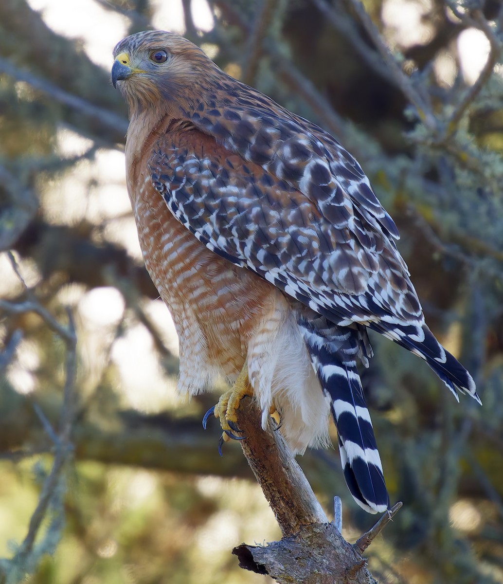Red-shouldered Hawk - ML646564402