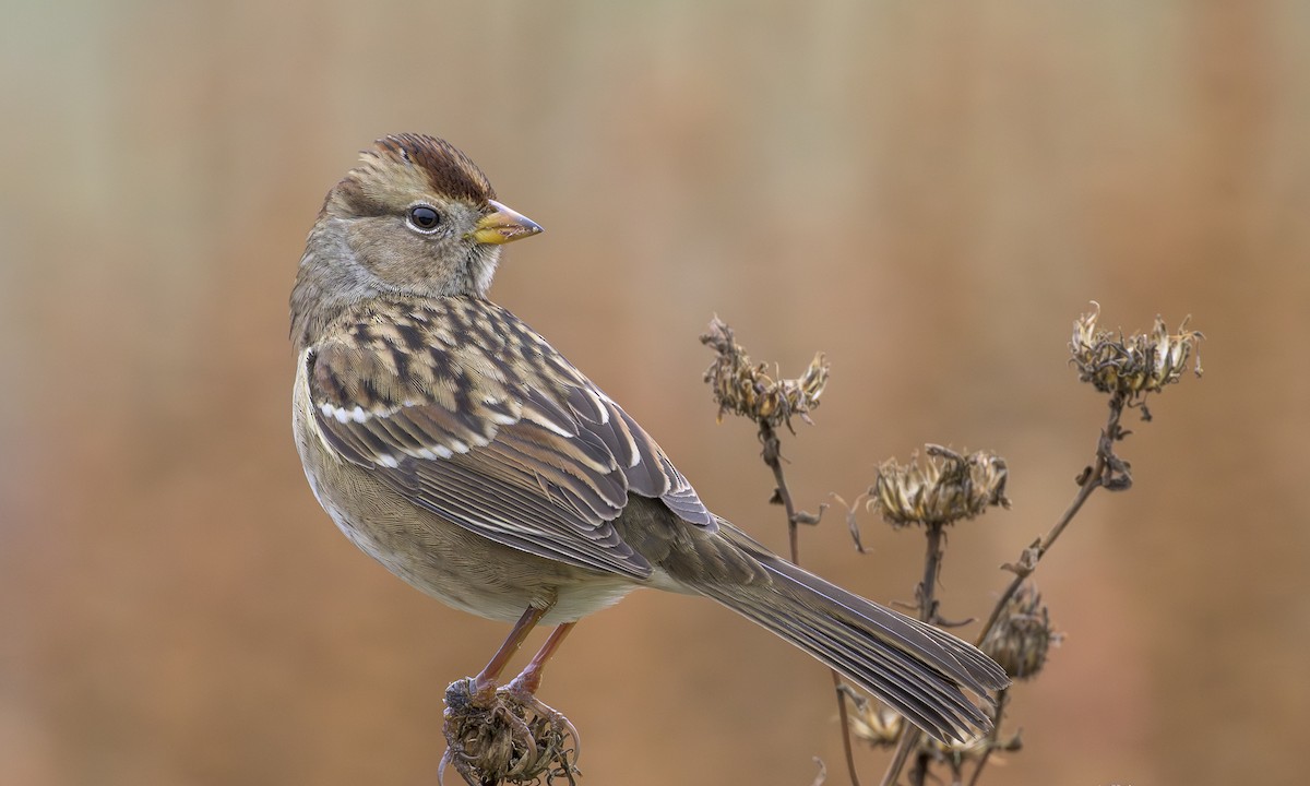 White-crowned Sparrow - ML646564403