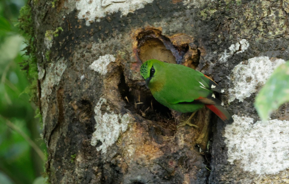 Timalí Melero - ML646564409