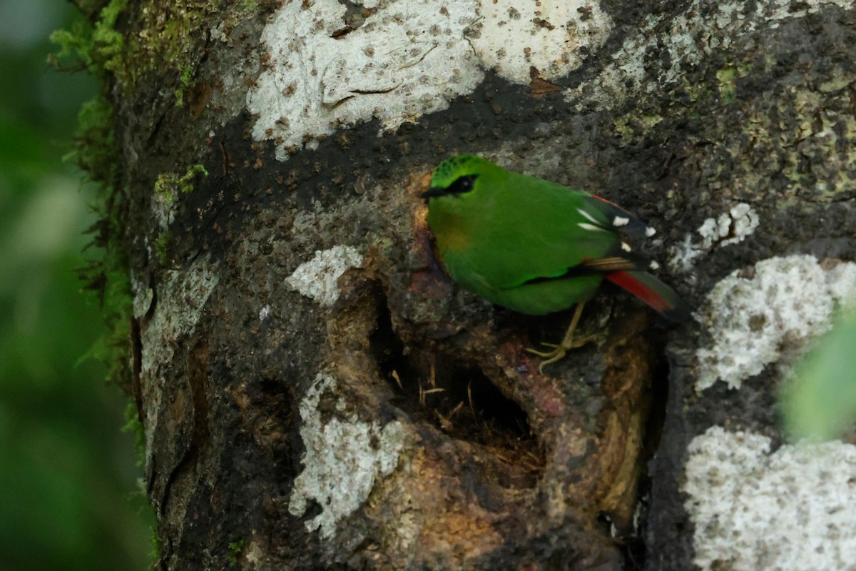 Timalí Melero - ML646564410