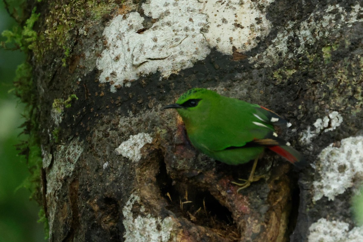 Timalí Melero - ML646564411