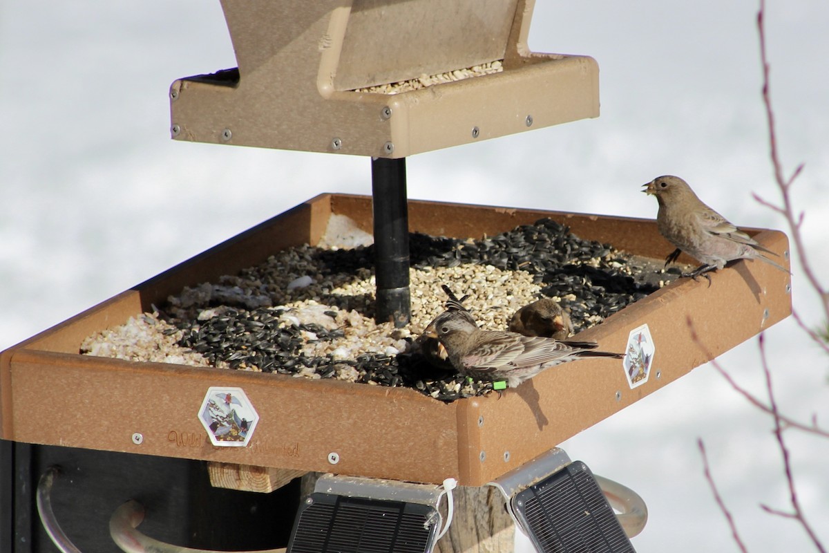 Pinzón Montano Nuquigrís (grupo tephrocotis) - ML646564412