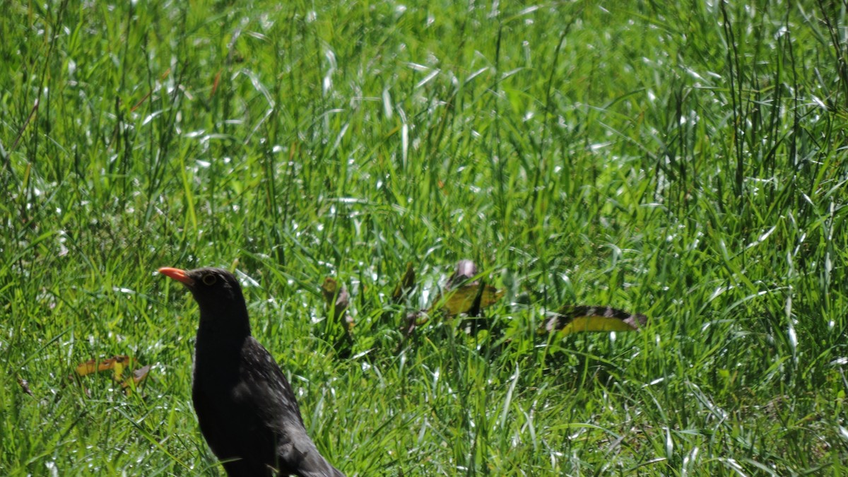 Chiguanco Thrush - ML646564413