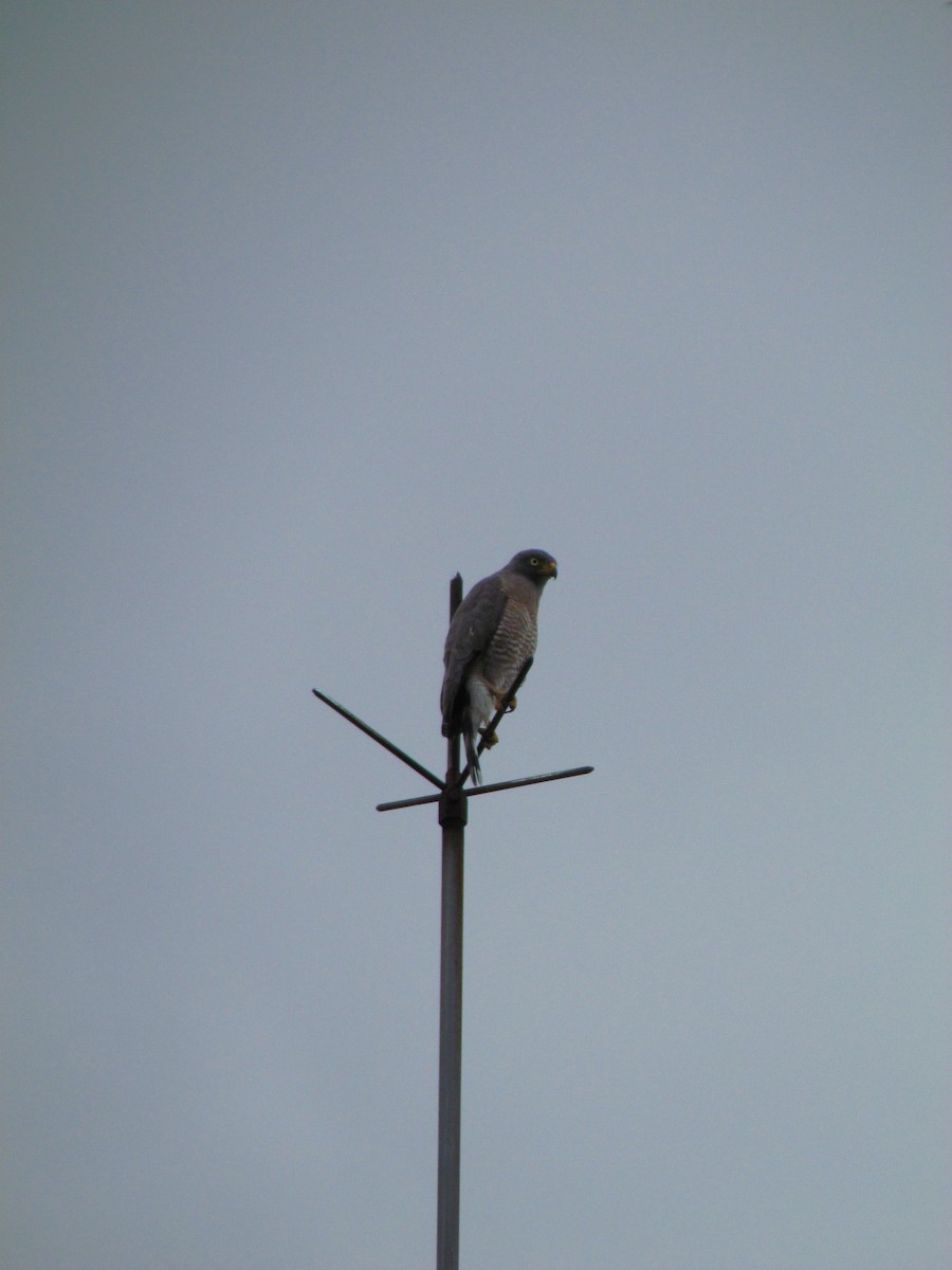 káně krahujová - ML646564414