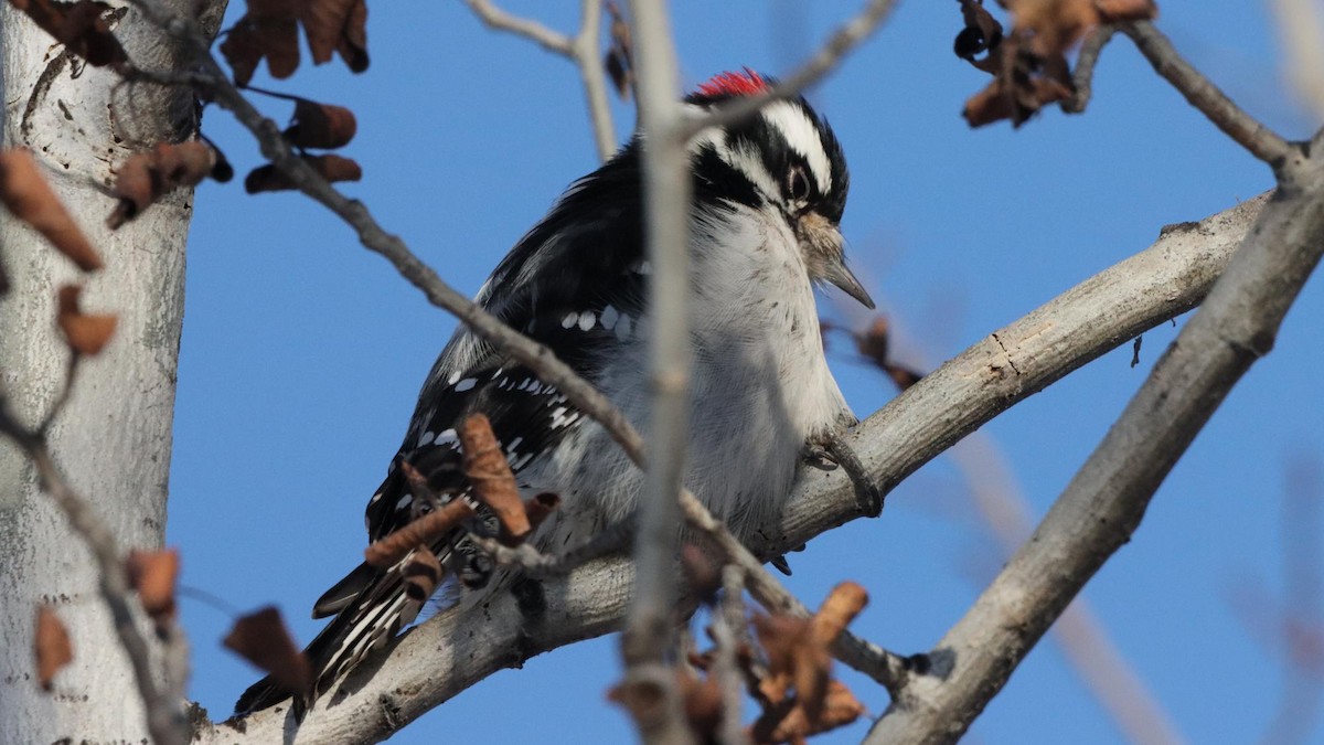 Downy Woodpecker - ML646564415