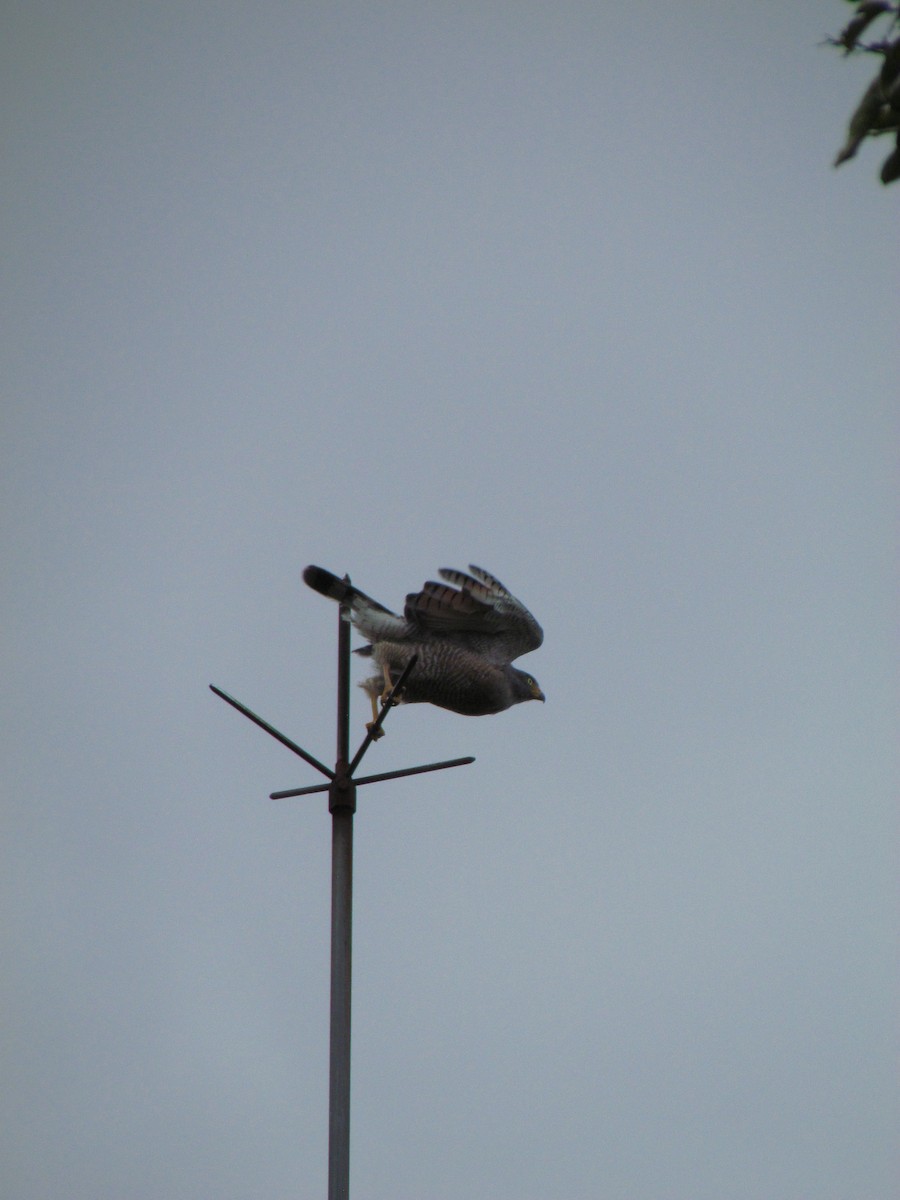 káně krahujová - ML646564417