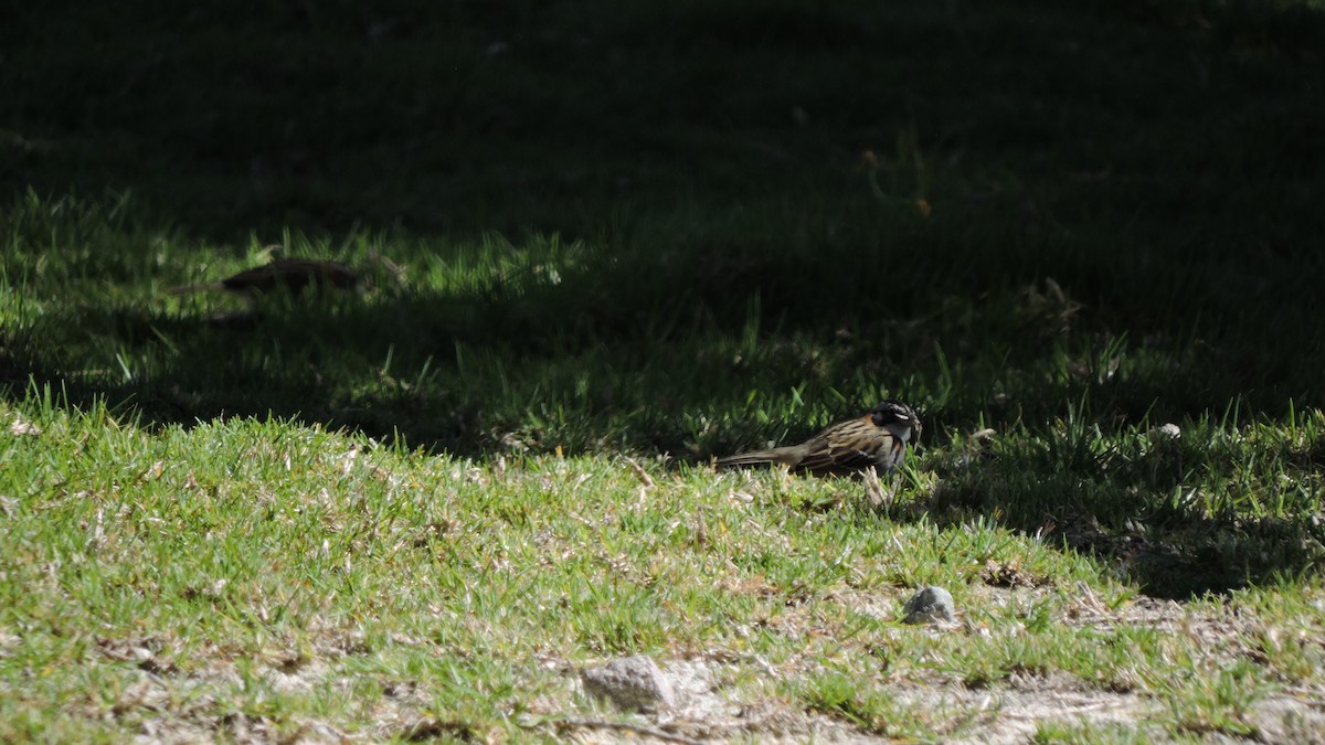Rufous-collared Sparrow - ML646564418