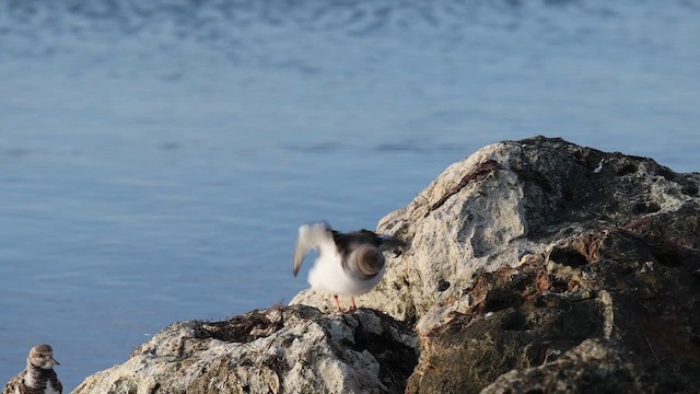 Камнешарка - ML646564419