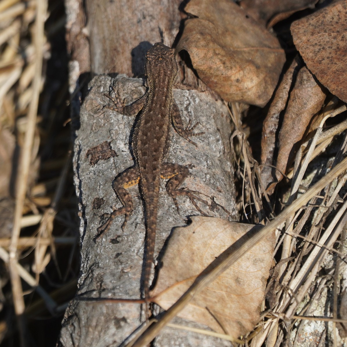 Western Fence Lizard - ML646564420