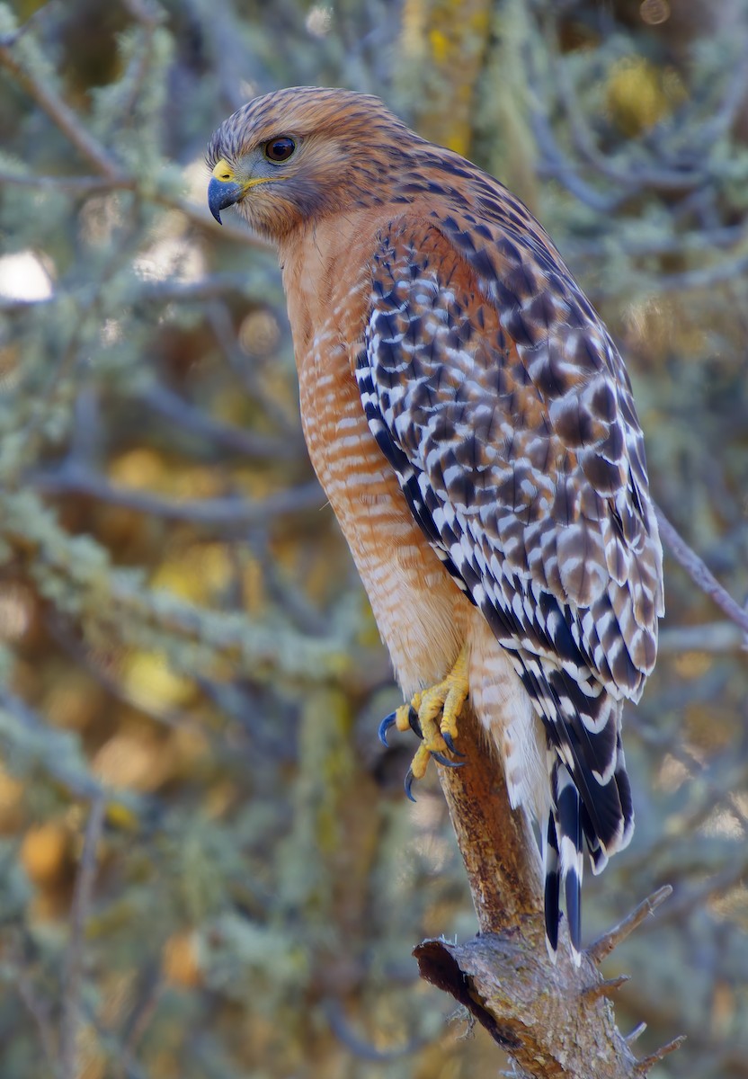 Red-shouldered Hawk - ML646564426