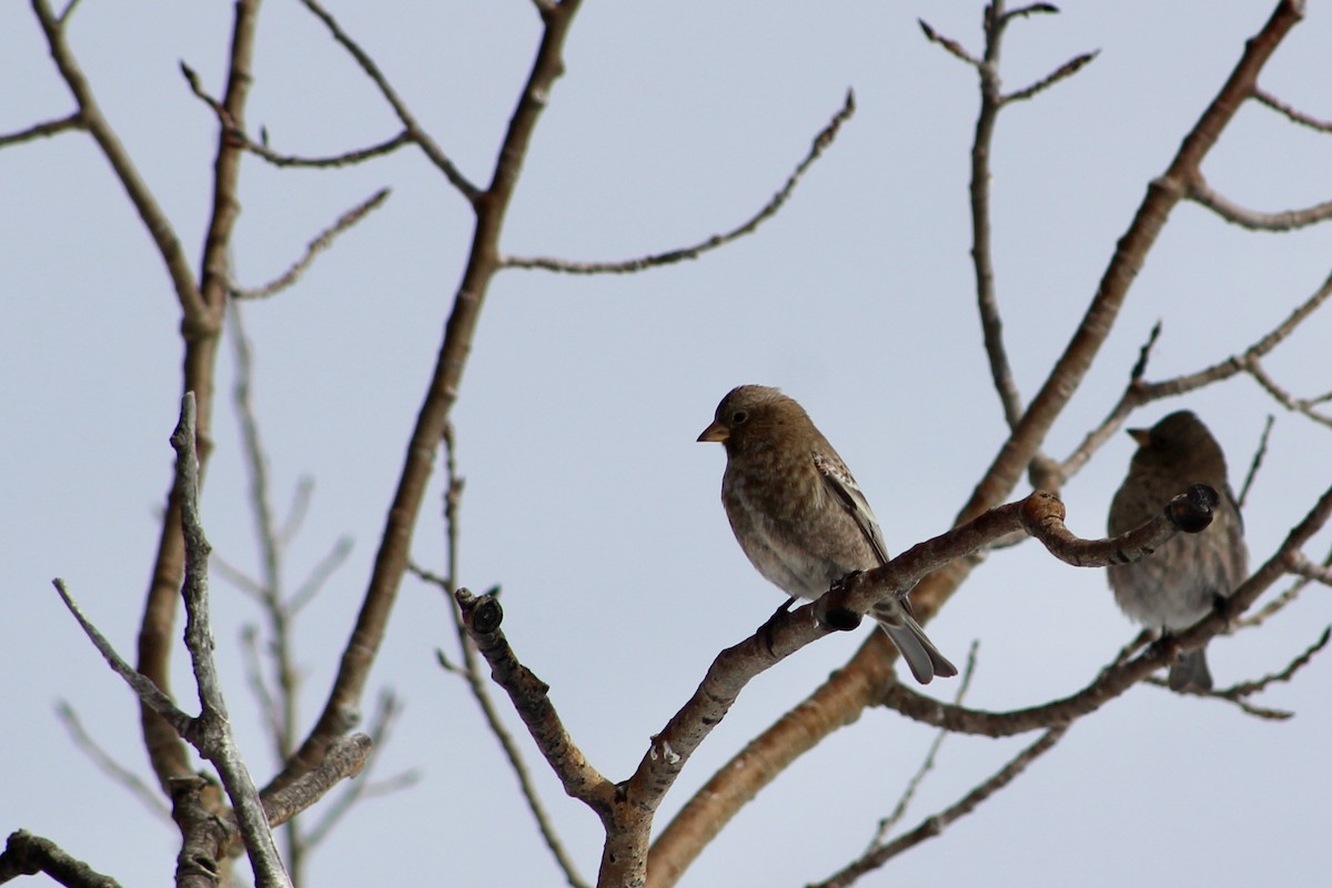 Brown-capped Rosy-Finch - ML646564429