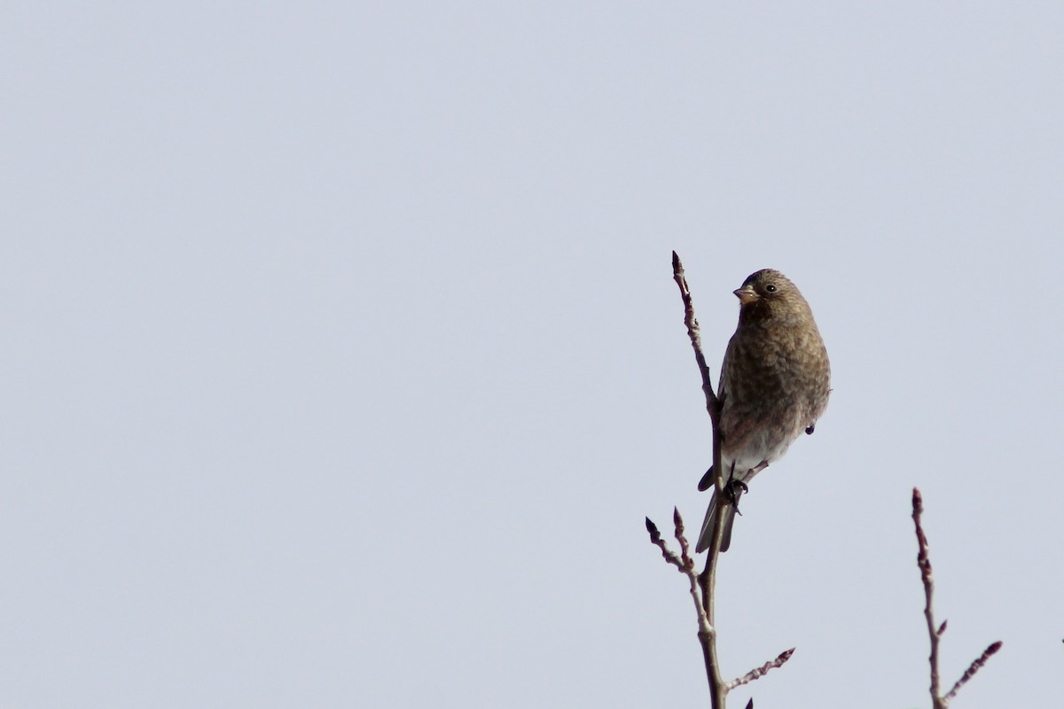 Brown-capped Rosy-Finch - ML646564430