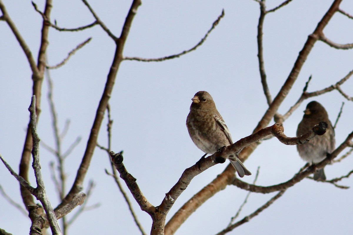 Brown-capped Rosy-Finch - ML646564431