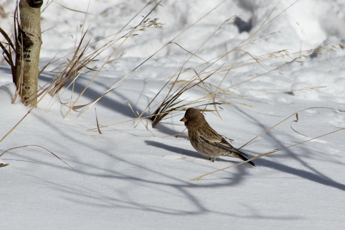 Brown-capped Rosy-Finch - ML646564432