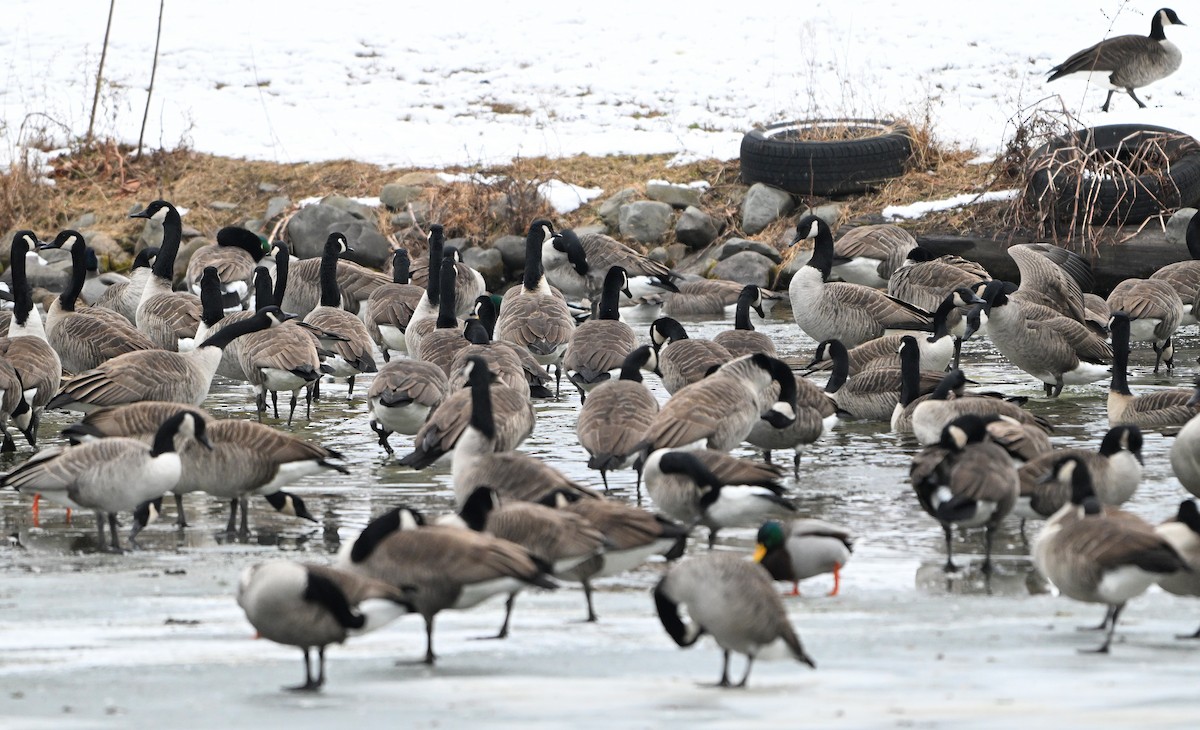 Canada Goose - ML646564433