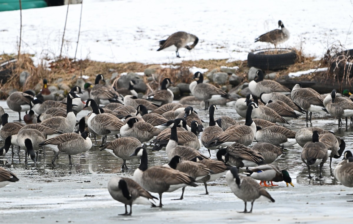Canada Goose - ML646564436