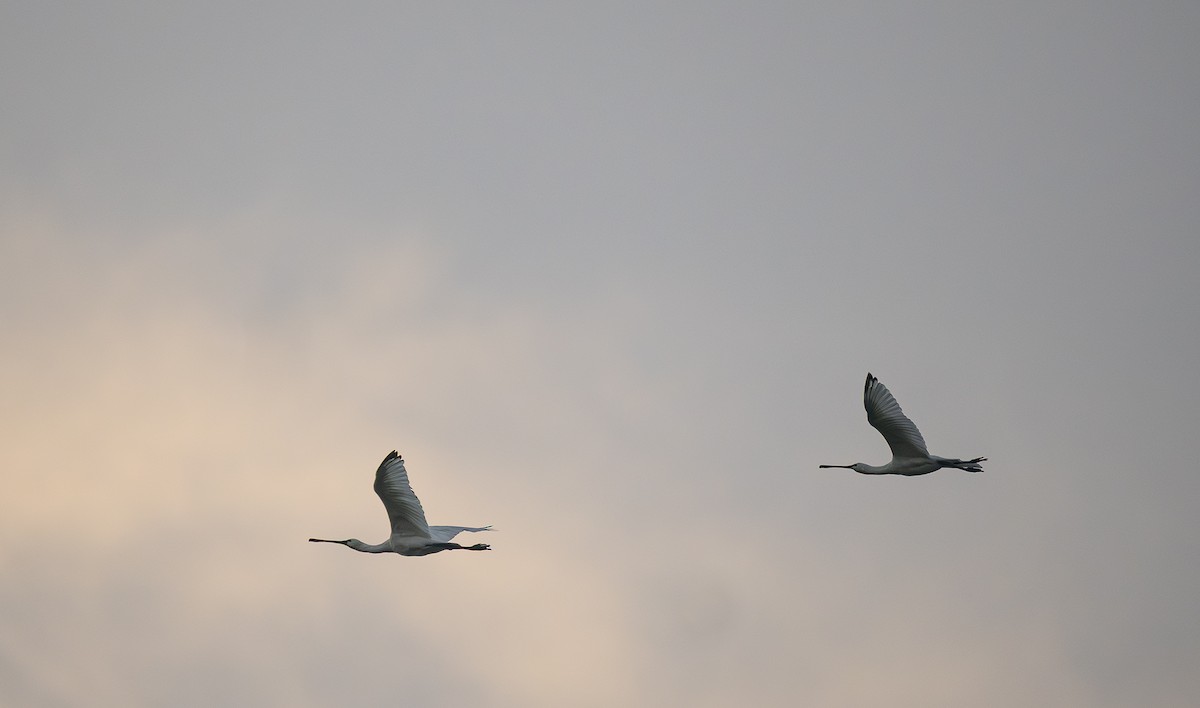 kolpík bílý - ML646564440