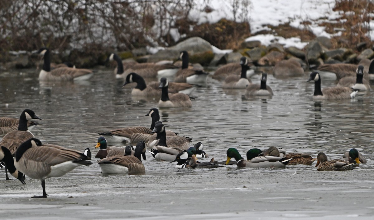 Hooded Merganser - ML646564445
