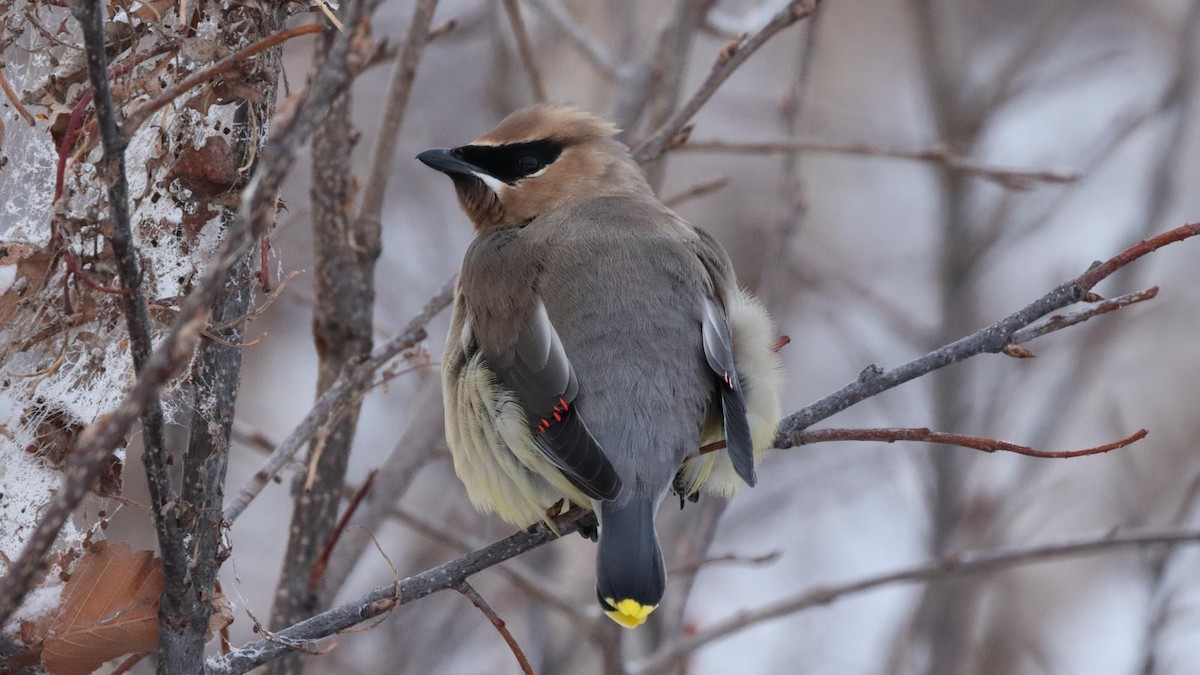 Cedar Waxwing - ML646564446