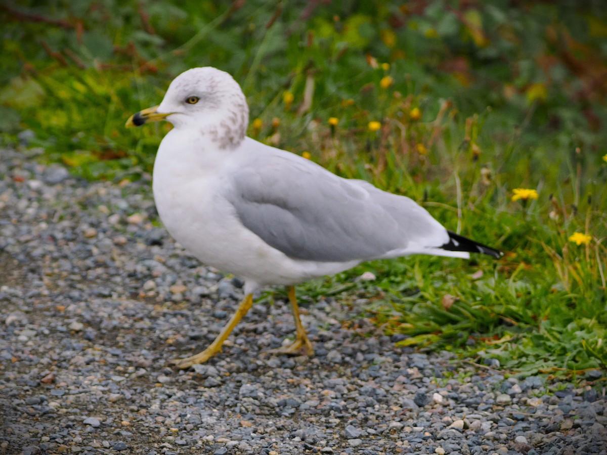 Ring-billed Gull - ML646564449