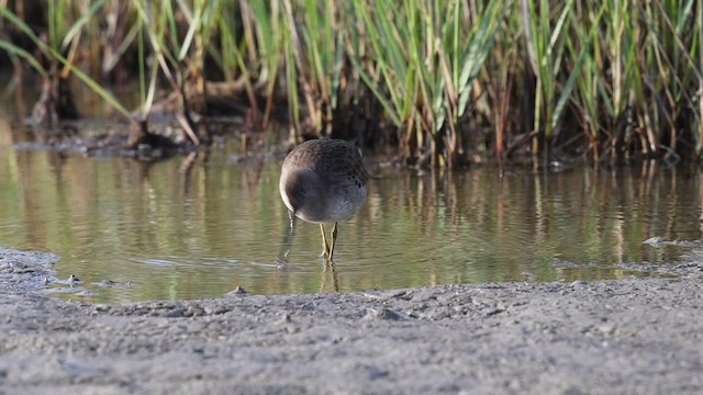Американский бекасовидный веретенник - ML646564451