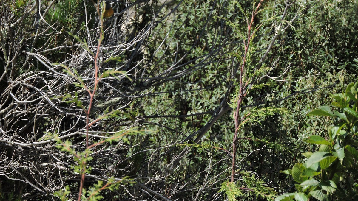 Blue-and-yellow Tanager - ML646564452