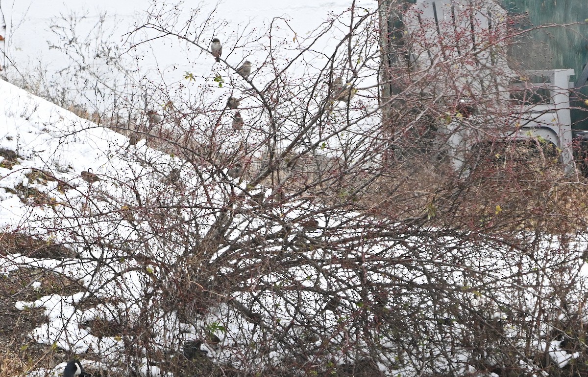 passerine sp. - ML646564453