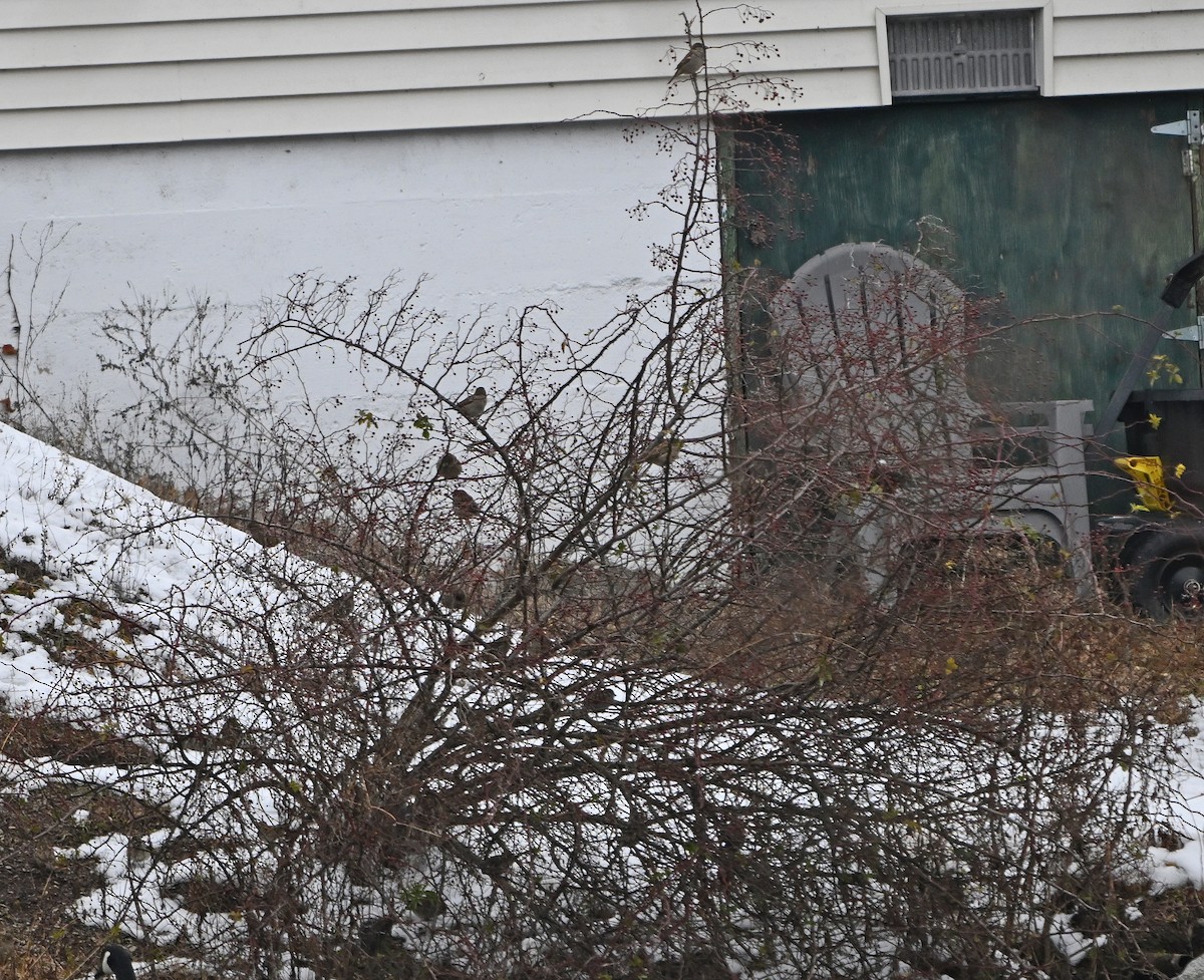 passerine sp. - ML646564454