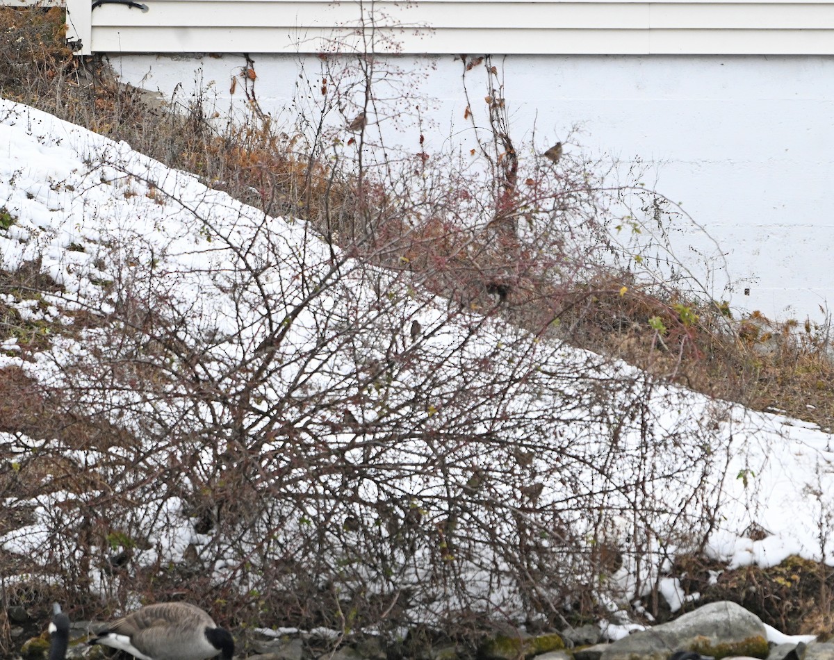 passerine sp. - ML646564455