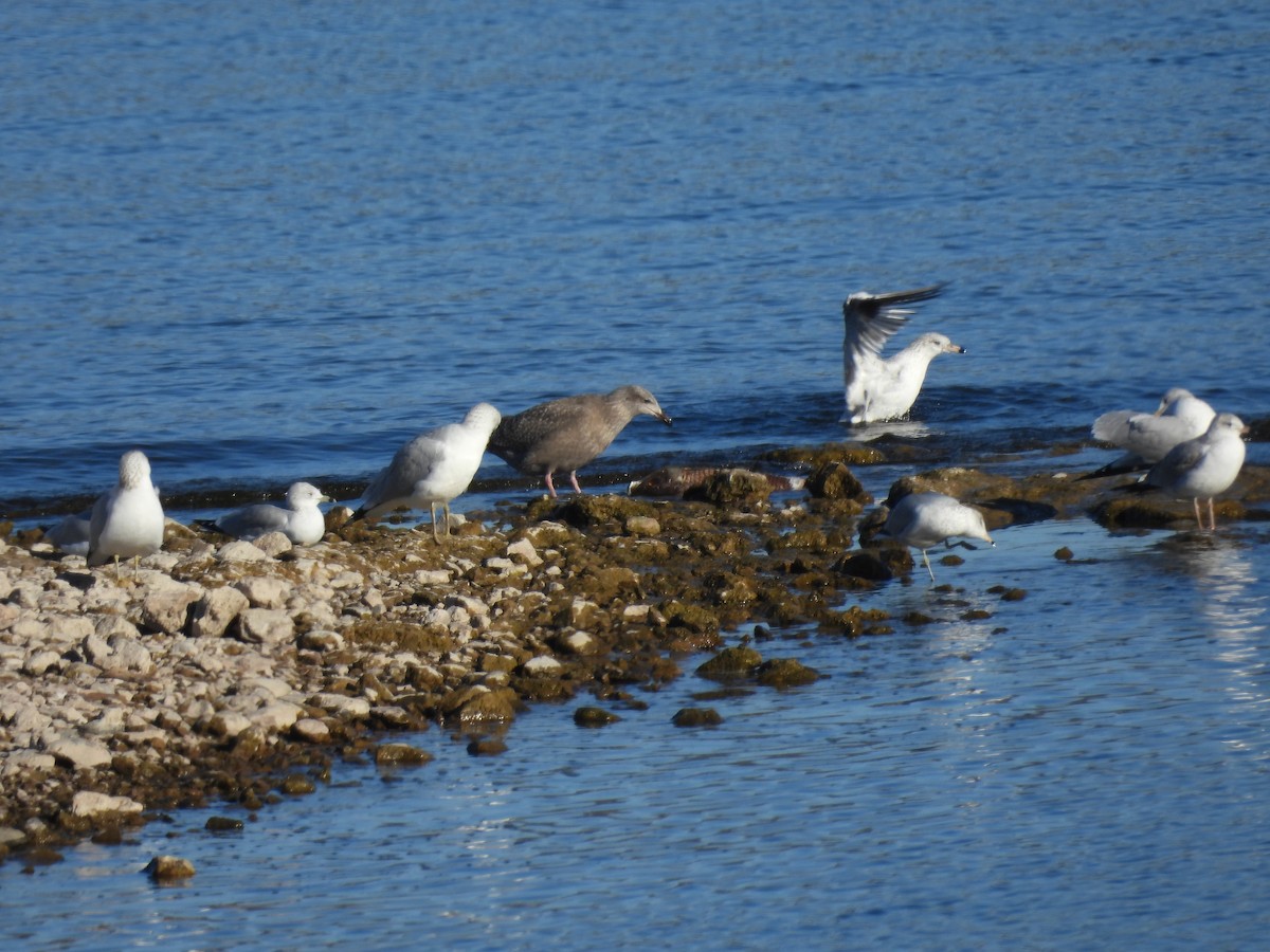 American Herring Gull - ML646564456