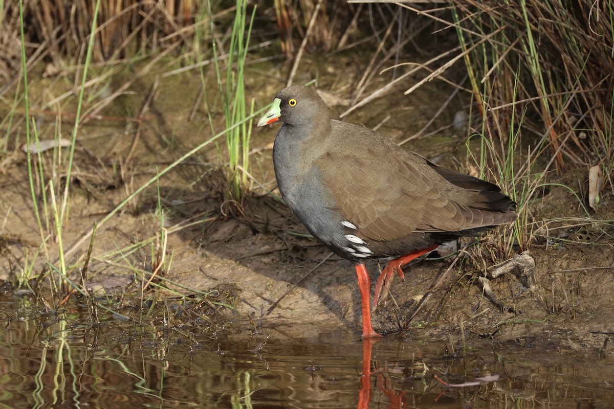 Black-tailed Nativehen - ML646564457