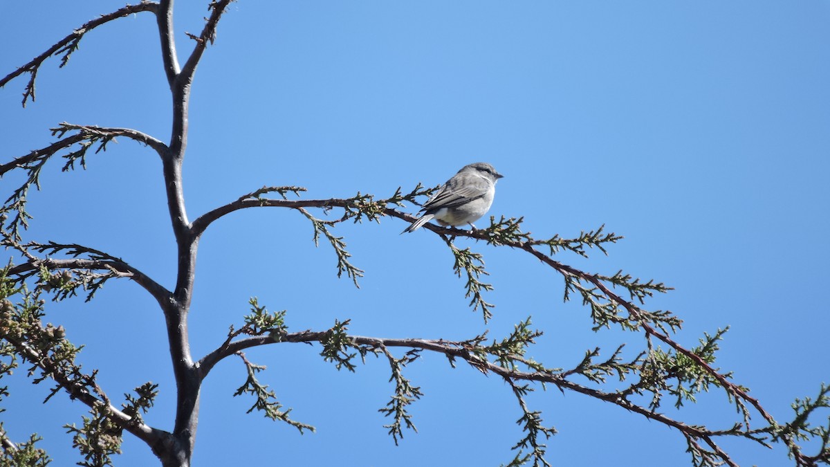 Ash-breasted Sierra Finch - ML646564458