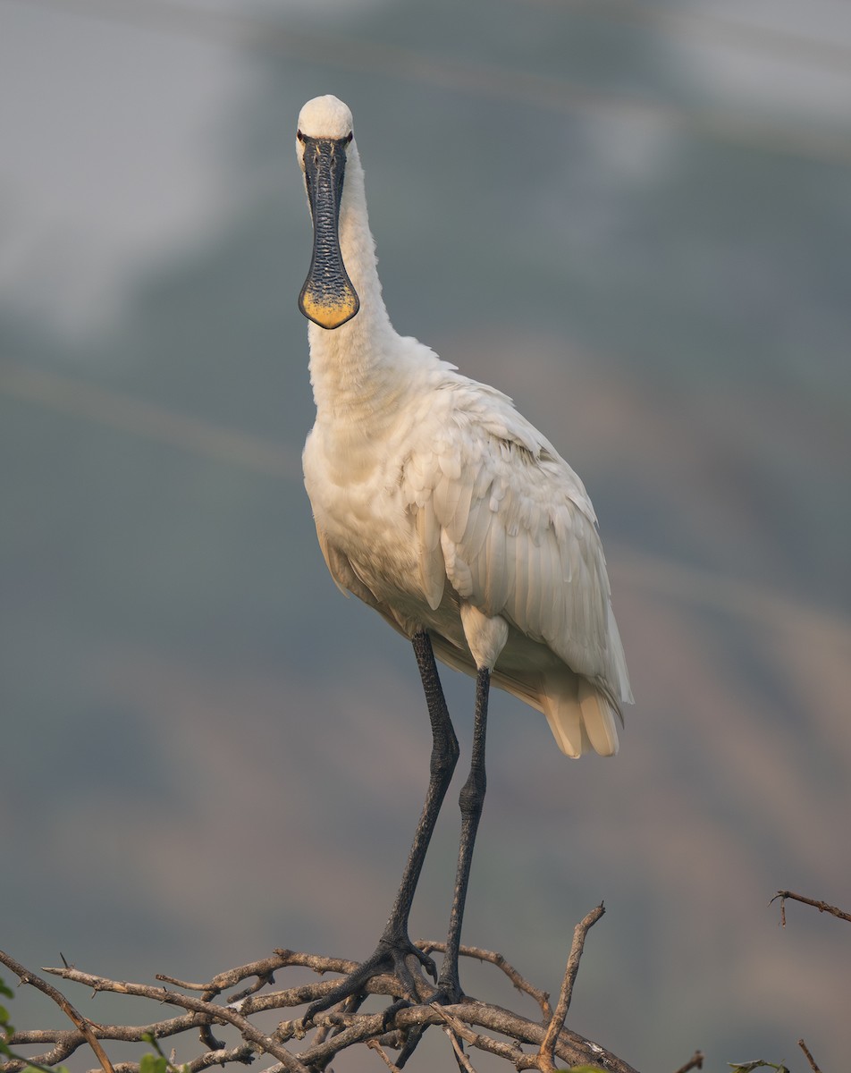 kolpík bílý - ML646564460