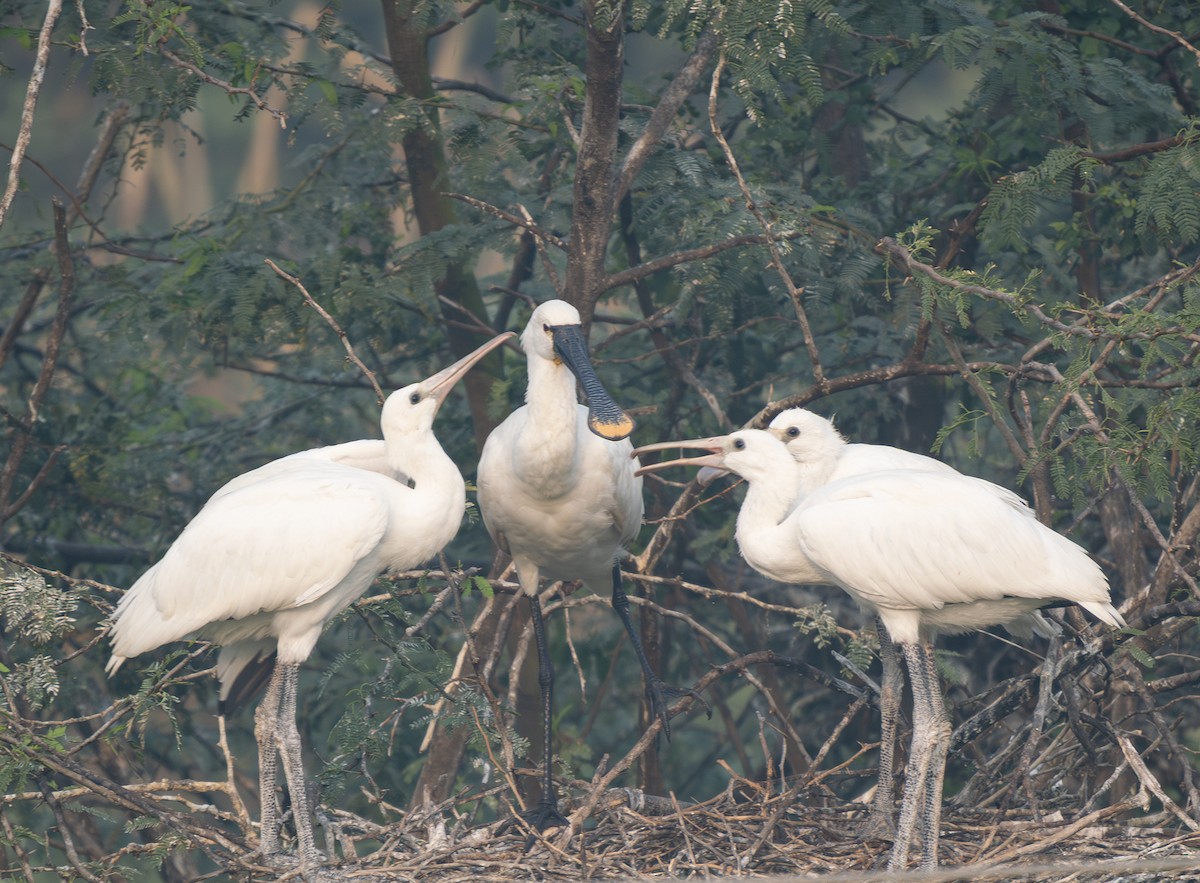 kolpík bílý - ML646564461