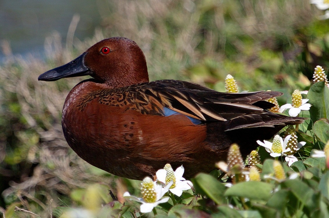 Cinnamon Teal - ML646564463